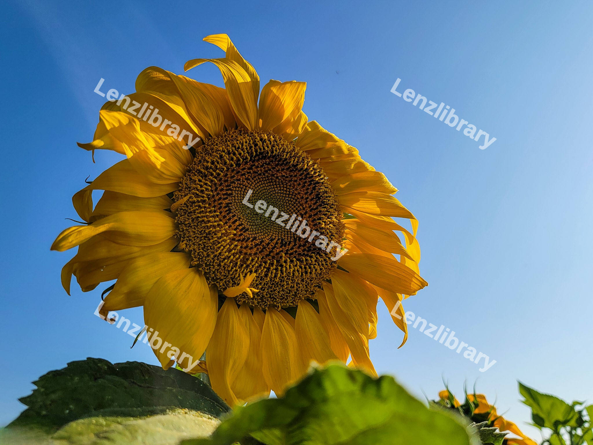 Gigant Sunflower